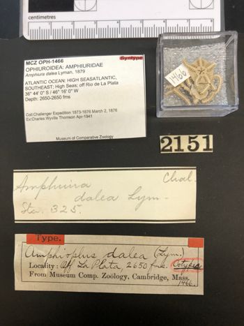 Media type: image; Invertebrate Zoology OPH-1466   Description: specimens and labels;